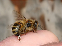 Kaip elgtis įgėlus bitei, vapsvai ar širšei