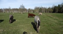 Engurės ežero gamtos parkas ir mėlynosios Latvijos karvės