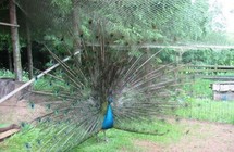Egzotinių paukščių mini zoologijos sodas „Viesturi"