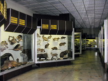 Tado Ivanausko zoologijos muziejus